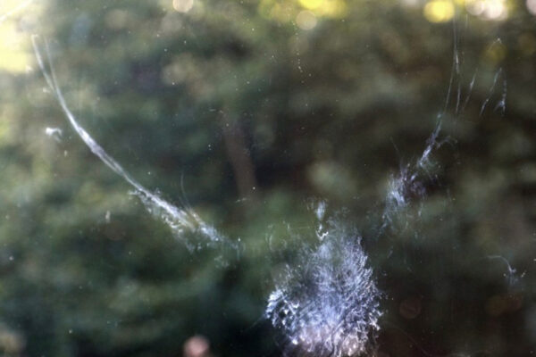 Why Birds Hit Windows - EACILLES